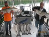 (08/20/2016) - Nice Striped Bass